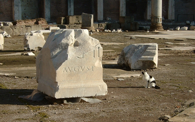 August Cat in Mercati Traianei.jpg